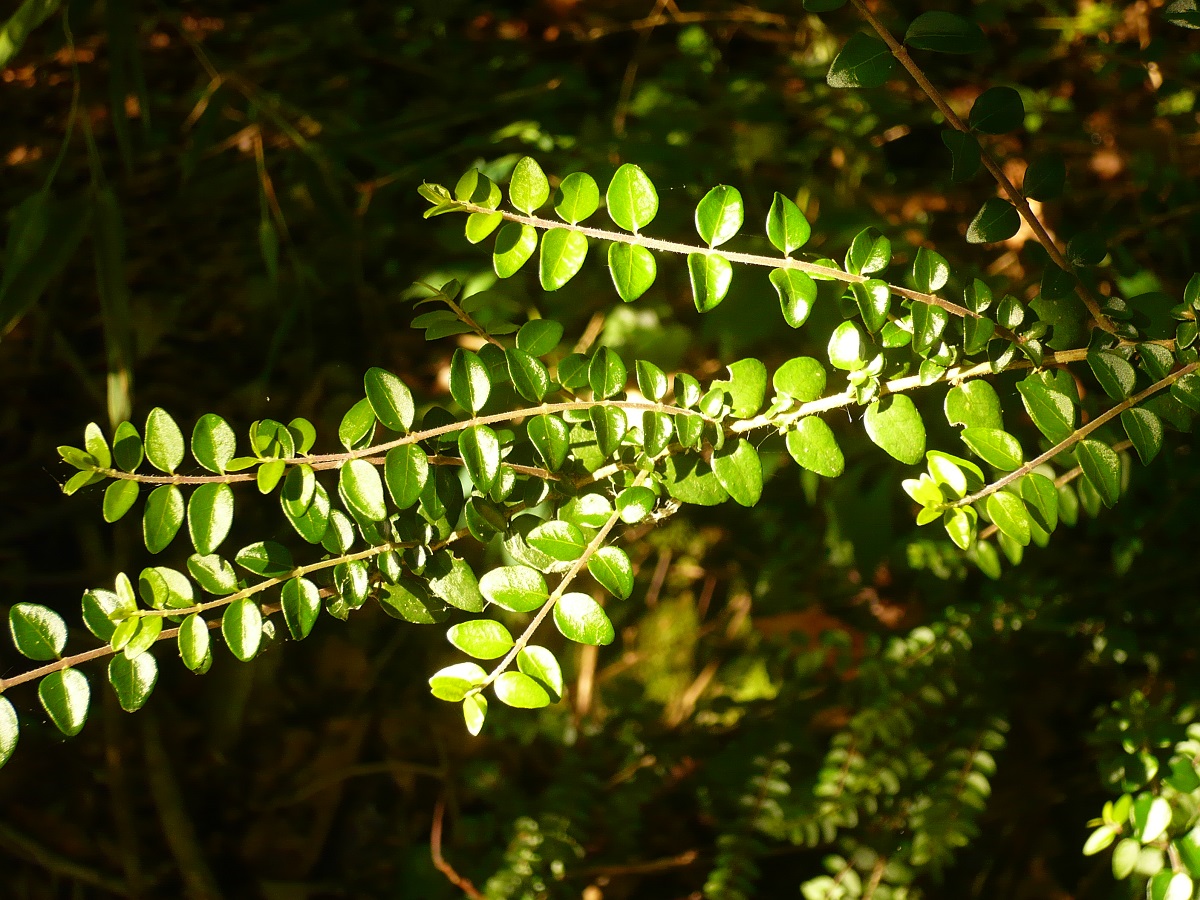 Lonicera nitida (Caprifoliaceae)